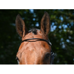 Brida Wednesday muserola cruzada Jump'In week Havana Marrón