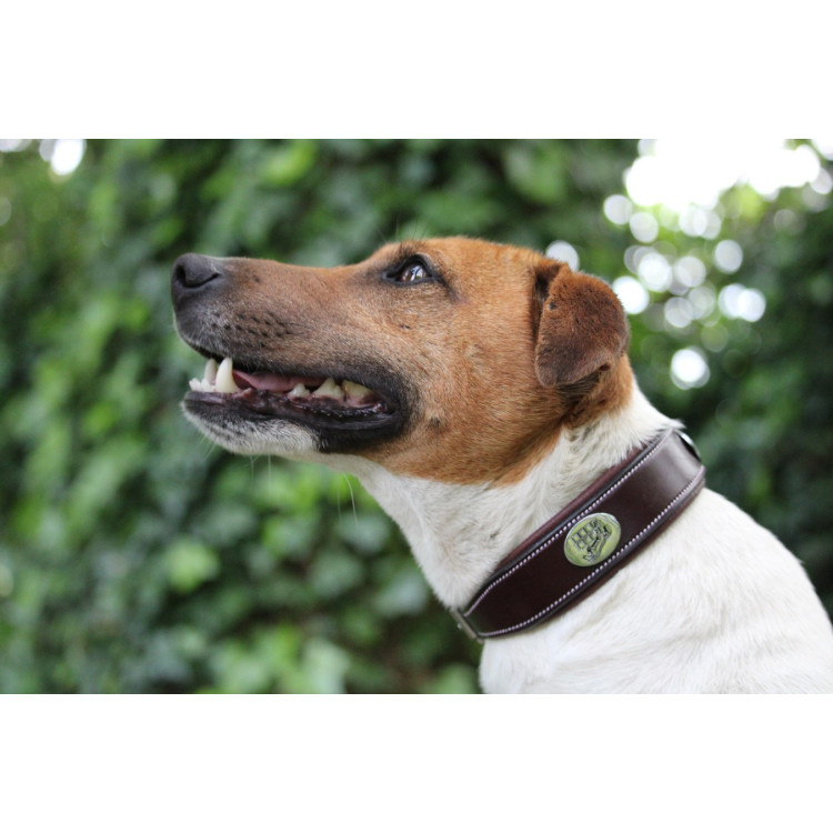 Collar para perro Jump'In