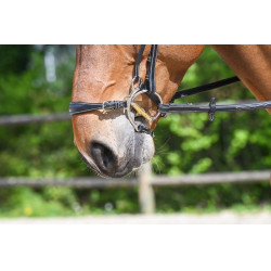 Muserola hackamore Jump'In