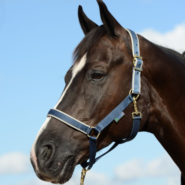 new Azúl marino / plata new Azúl marino / plata