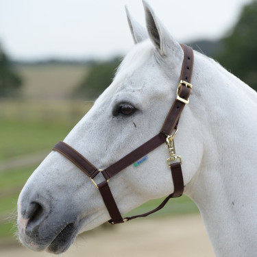 new Marrón / Marrón new Marrón / Marrón