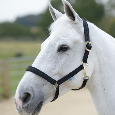 new Negro / negro new Negro / negro