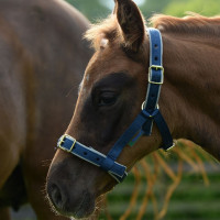 new Azúl marino / plata