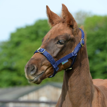 Cabezada Bucas Dublin Azul marino / azul marino Cabezada Bucas Dublin Azul marino / azul marino
