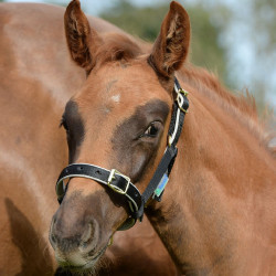 new Negro / plata new Negro / plata