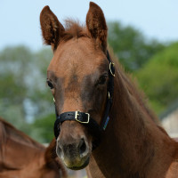 new Azúl marino / plata