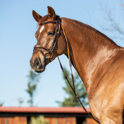 Cabezada de cuero de becerro italiano y nailon Acavallo Marrón oscuro Marr&amp;amp;amp;oacute;n