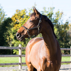 Cabezada de cuadra Fremont Horze