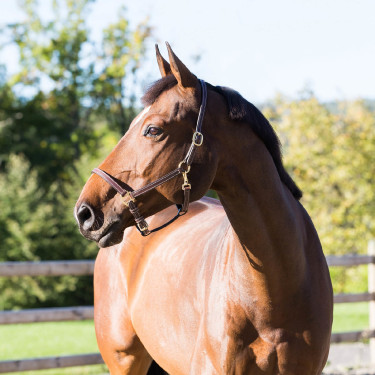 Cabezada de cuadra Fremont Horze Cabezada de cuadra Fremont Horze
