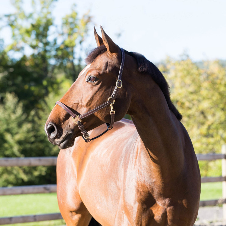 Cabezada de cuadra Fremont Horze