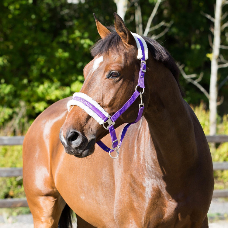 Cabezada Howard Crescendo Horze Cabezada Howard Crescendo Horze