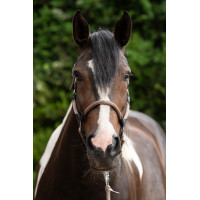 Cabezada Carlotta HKM Gris pardo Marrón Cabezada Carlotta HKM Gris pardo Marrón