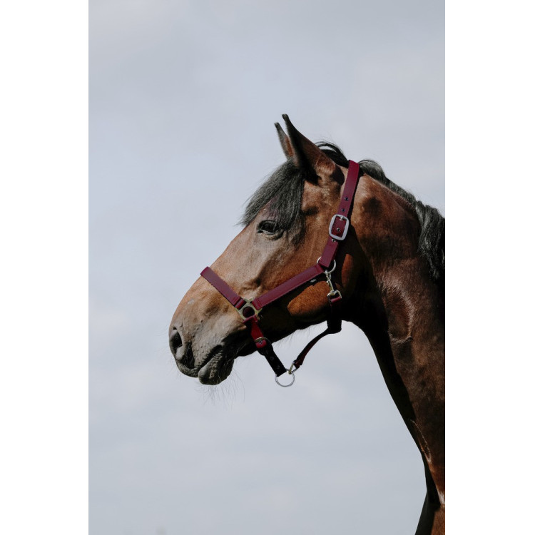 Cabezada Riding World Cushion
