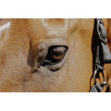 Cabezada de nylon Equithème Protector Cabezada de nylon Equithème Protector