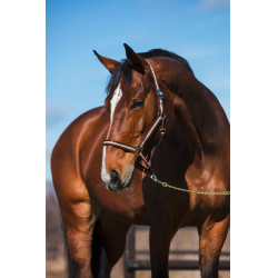 Cabezada Hippo Covalliero Marrón / beige