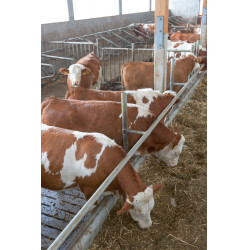 Cámara para establos SmartCam Kerbl Cámara para establos SmartCam Kerbl