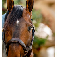 Cabezada Rambo Micklem Horseware Castaño Marrón