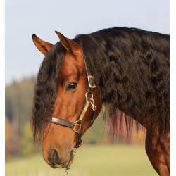 Cabezada de cuero acolchada Horseware Amigo Cabezada de cuero acolchada Horseware Amigo