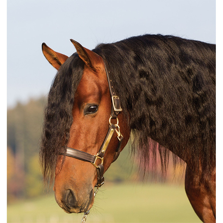 Cabezada de cuero acolchada Horseware Amigo Cabezada de cuero acolchada Horseware Amigo