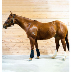 copy of Protectores anti moscas LeMieux Gladiator Mesh copy of Protectores anti moscas LeMieux Gladiator Mesh