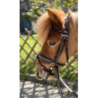 Cabezada Pénélope Eden Havana Marrón