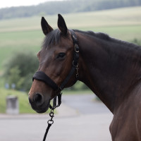 Cabezada de Cuadra Graz Horze Negro