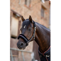 Cabezada y ramal para poni Pegasus Horze Cabezada y ramal para poni Pegasus Horze