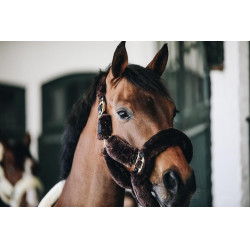 Cabezal de cabestro de transporte para ovejas Kentucky Castaño Marrón