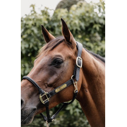 Cabezada para cabezada anatómica de cuero Kentucky Negro