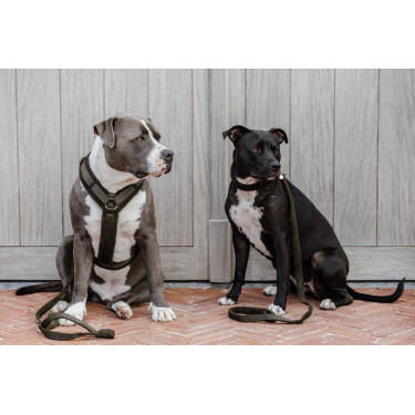 Arnés para perro Active Teddy Fleece Kentucky Arnés para perro Active Teddy Fleece Kentucky