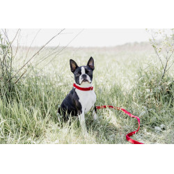 Correa para perro de pana Kentucky Roja Rojo Correa para perro de pana Kentucky Roja Rojo