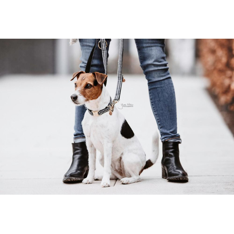 Correa para perro pata de gallo Kentucky