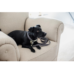 Correa para perro Wool Longue Kentucky
