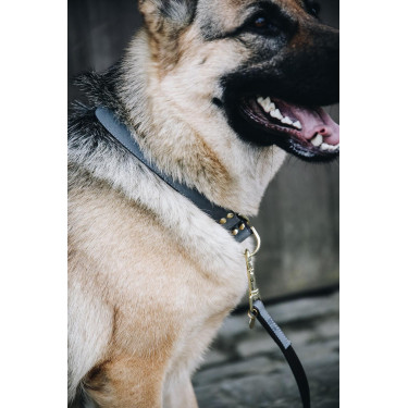 Collar para perro Loop Kentucky Collar para perro Loop Kentucky