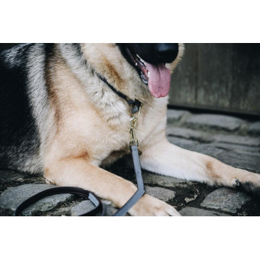 Collar para perro Loop Kentucky Collar para perro Loop Kentucky