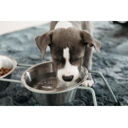 Cuenco para perro Confort Kentucky
