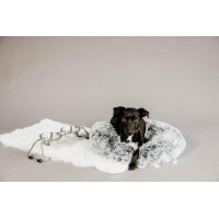 Cuenco para perro Confort Kentucky Azul empolvado Cuenco para perro Confort Kentucky Azul empolvado