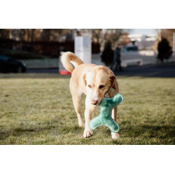 Juguete para perro Pastel Bone Kentucky Esmeralda Verde