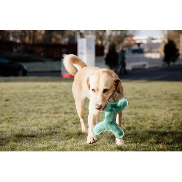 Juguete para perro Pastel Bone Kentucky Esmeralda Verde