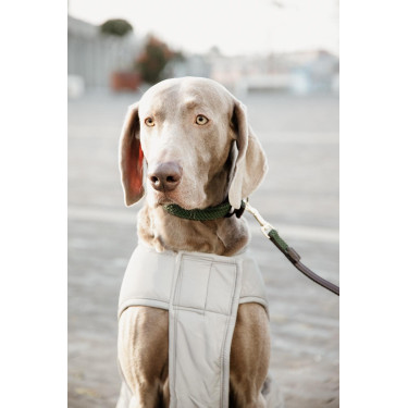 Abrigo para perro Kentucky reflectante y repelente al agua con protección ventral Abrigo para perro Kentucky reflectante y repelente al agua con protección ventral