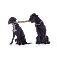 Juguete para perro Buddy Knot Bone HKM Natural Marrón