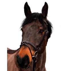 Bridon Canter Club Bridon Canter Club