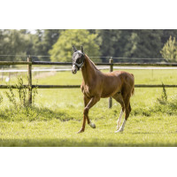 Máscara anti-moscas Eskadron Antracita Gris Máscara anti-moscas Eskadron Antracita Gris