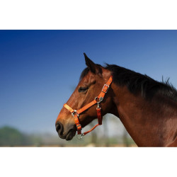 Cabezada Equi-Theme "Nylon" Cabezada Equi-Theme "Nylon"