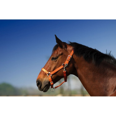 Cabezada Equi-Theme "Nylon" Cabezada Equi-Theme "Nylon"