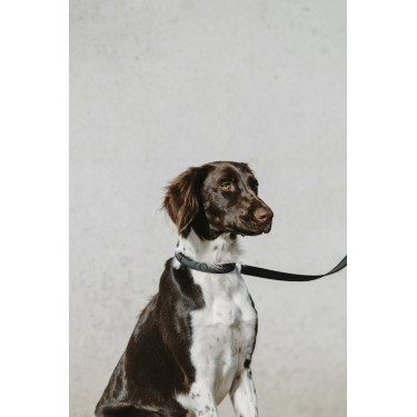 Collar para perro EQUITHÈME - Nala