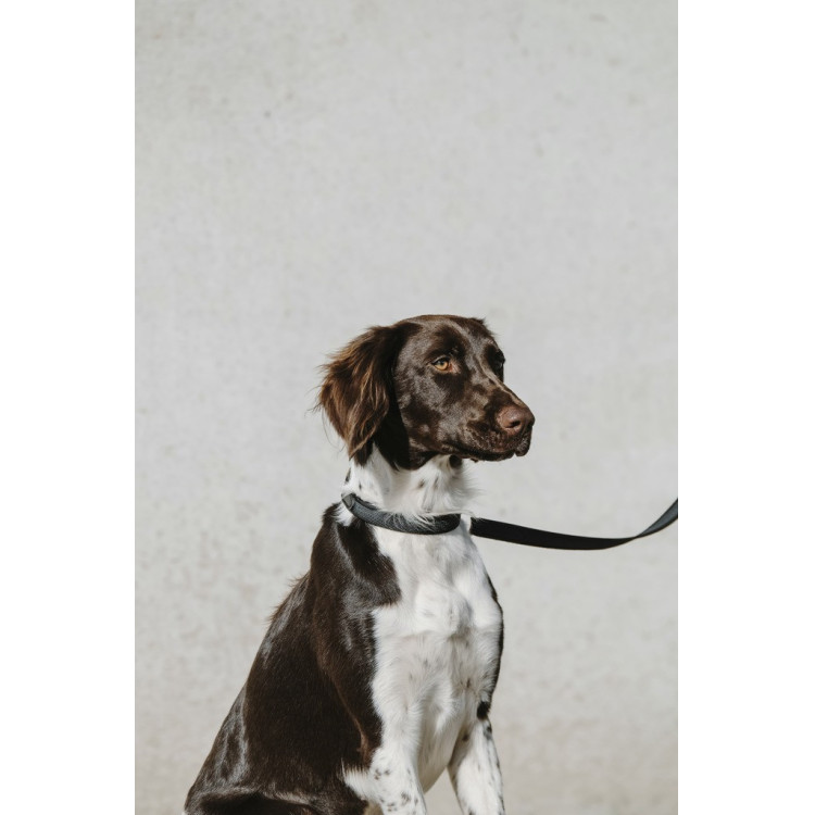Collar para perro EQUITHÈME - Nala