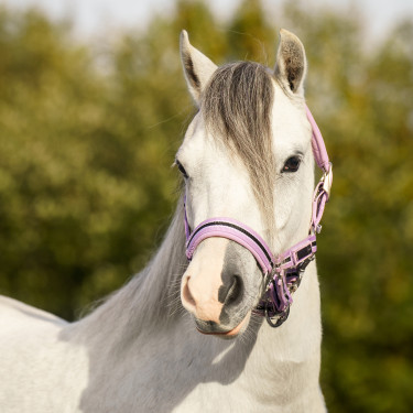 Cabezada HV Polo Classic Stripe Púrpura Violeta