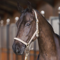 Cabezada HV Polo Nena Cabezada HV Polo Nena