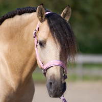 Cabezada Imperial Riding Sparkle Bailarina Violeta